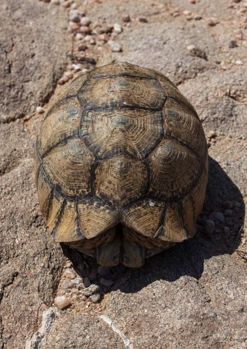 Turtle hiding in her shell, Woqooyi Galbeed region, Hargeisa, Somaliland