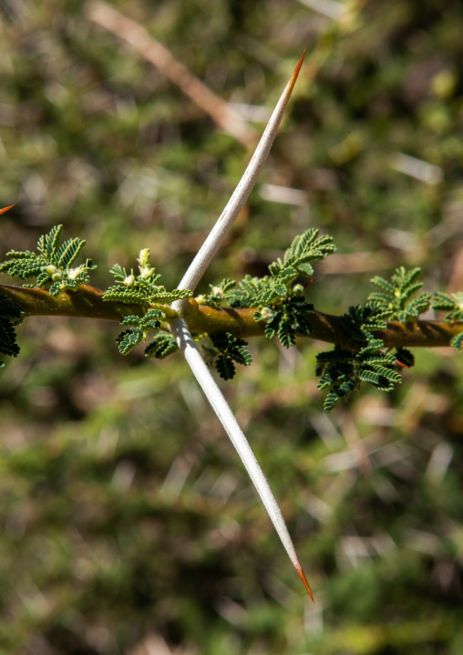 Spines on acacia branch, Togdheer, Sheikh, Somaliland