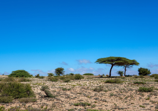 Acacias trees in the sheikh mountains, Togdheer, Sheikh, Somaliland