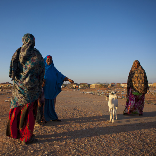 Three Mature Women And A Young Boy Walking In The Wasteland With A Goat, Burao, Somaliland