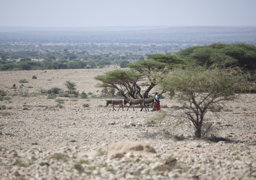 A Woman Walking With Three Donkeys In A Rocky Landscape, Near Burao, Somaliland