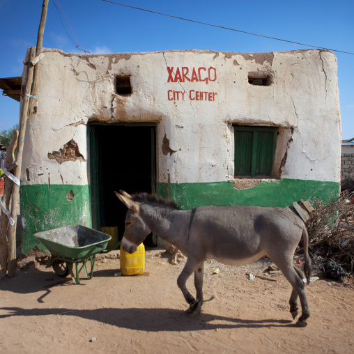 A Wandering Mule Passing By A Decrepit House In The City Center, Baligubadle, Somaliland