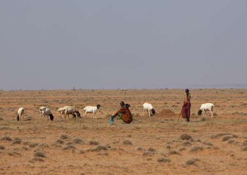 Two People With A Flock Of Sheep In A Flat Landscape In The Desert, Degehabur Area, Somaliland