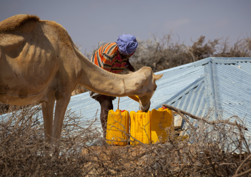 Man Filling In Yellow Plastic Containers And Watering His Camel In The Desert Well, Degehabur Area, Somaliland