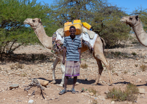 A somali man transporting water in yellow containers through the desert on camel back, Awdal region, Zeila, Somaliland