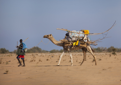 A Man Carrying An Aqal Soomaali Somali Hut On The Back Af A Camel, Zeila, Somaliland