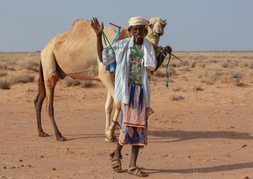 A somali man with his camel in the desert, Awdal region, Zeila, Somaliland