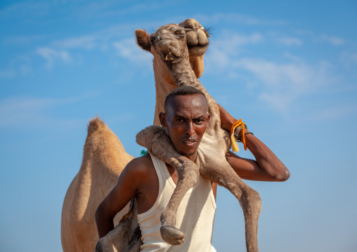 A somali man is holding a new born baby camel on his back, Awdal region, Lughaya, Somaliland