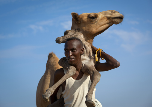 A Man Is Holding A Baby Camel On His Back, Lughaya Area, Somaliland