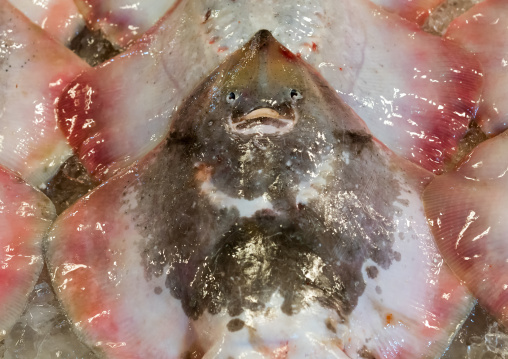 Stingrays in noryangjin fisheries wholesale market, National capital area, Seoul, South korea