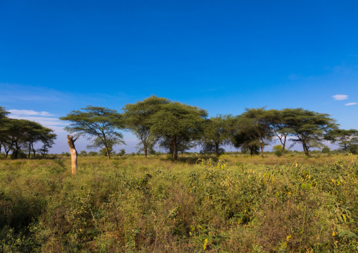 Accacias in an arid landscape, Namorunyang State, Kapoeta, South Sudan