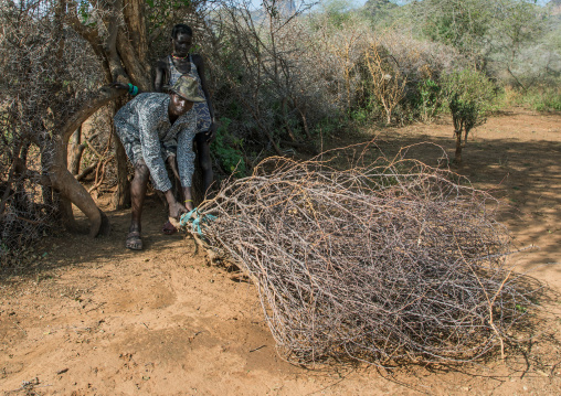 Larim tribe man closing the entrance of the village with accacia branches, Boya Mountains, Imatong, South Sudan