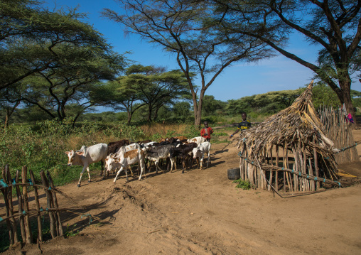 Cows in a Larim tribe traditional village, Boya Mountains, Imatong, South Sudan