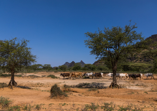 Cows in the countryside, Boya Mountains, Imatong, South Sudan