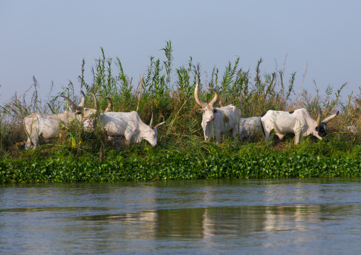 Long horns cows in a Mundari tribe camp eating grass on the banks of river Nile, Central Equatoria, Terekeka, South Sudan