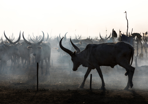 Long horns cows in a Mundari tribe camp gathering around a campfire, Central Equatoria, Terekeka, South Sudan
