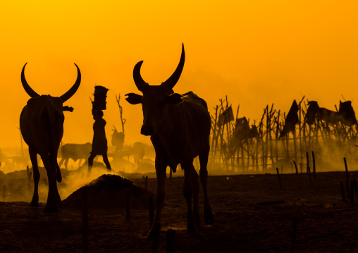 Mundari tribe long horns cows in the cattle camp at sunset, Central Equatoria, Terekeka, South Sudan