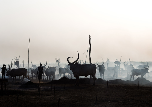 Long horns cows in a Mundari tribe camp gathering around a campfire, Central Equatoria, Terekeka, South Sudan