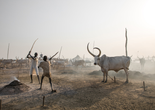 Mundari tribe boys playing stick fighting in a cattle camp, Central Equatoria, Terekeka, South Sudan