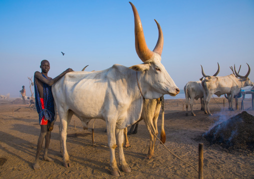 Mundari tribe man with his favourite cow in a cattle camp, Central Equatoria, Terekeka, South Sudan