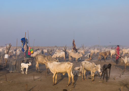 Long horns cows in a Mundari tribe camp, Central Equatoria, Terekeka, South Sudan