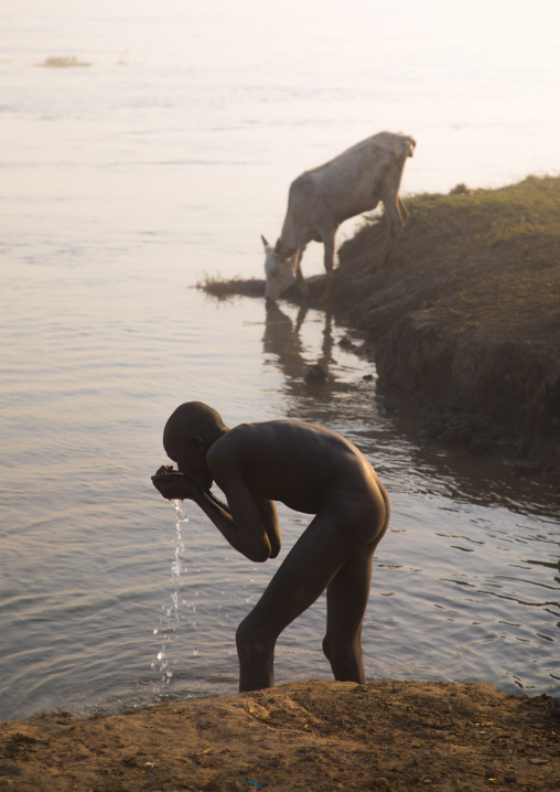 Mundari tribe boy and a cow drinking the water of river Nile, Central Equatoria, Terekeka, South Sudan