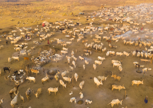 Aerial view of long horns cows in a Mundari tribe cattle camp, Central Equatoria, Terekeka, South Sudan