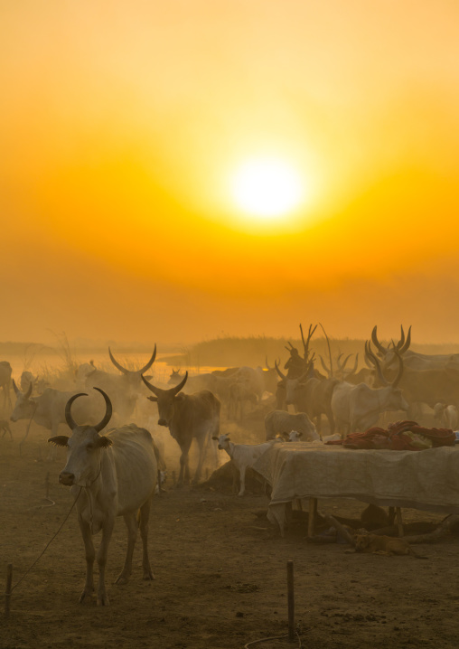 Mundari tribe long horns cows in the cattle camp in the sunset, Central Equatoria, Terekeka, South Sudan