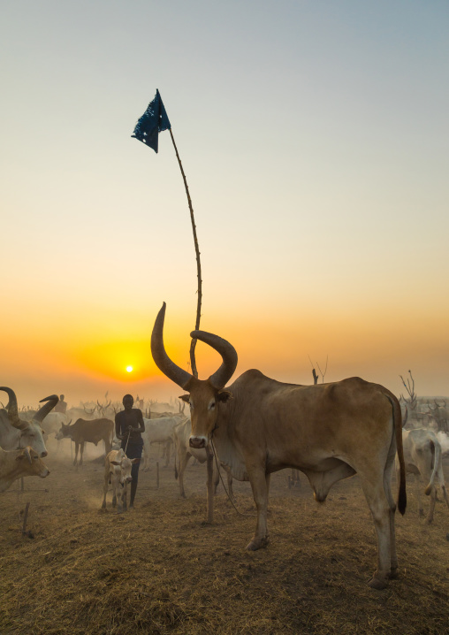Mundari tribe long horns cows in the cattle camp in the sunset, Central Equatoria, Terekeka, South Sudan