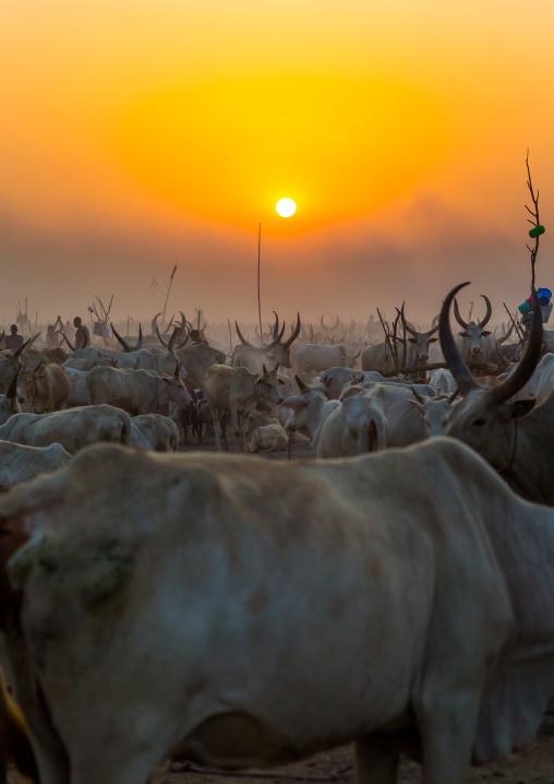 Mundari tribe long horns cows in the cattle camp in the sunset, Central Equatoria, Terekeka, South Sudan