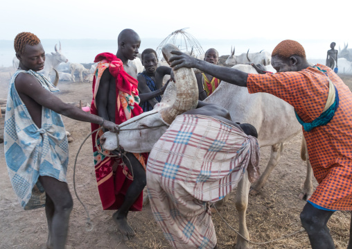 Mundari tribe men taking blood from an ill cow in a cattle camp, Central Equatoria, Terekeka, South Sudan