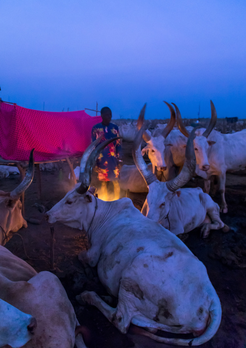 Long horns cows in a Mundari tribe camp around a campfire to repel mosquitoes and flies, Central Equatoria, Terekeka, South Sudan