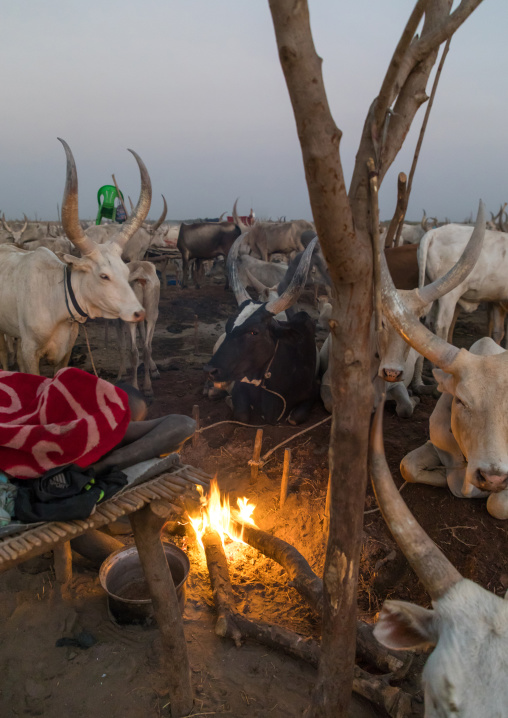 Long horns cows in a Mundari tribe camp around a campfire to repel mosquitoes and flies, Central Equatoria, Terekeka, South Sudan