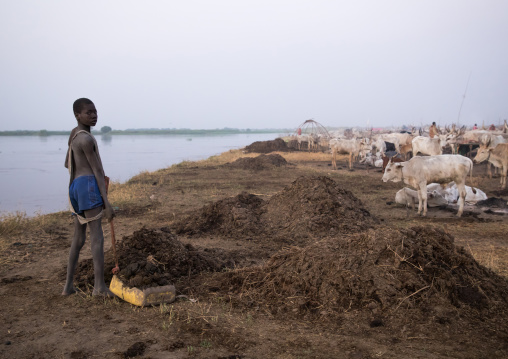 Mundari tribe boy collecting dried cow dungs to make campfire to repel mosquitoes and flies, Central Equatoria, Terekeka, South Sudan