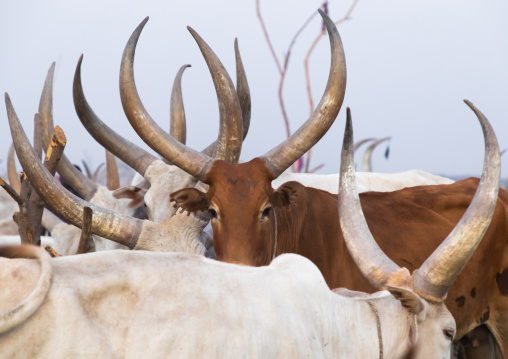 Long horns cows in a Mundari tribe camp, Central Equatoria, Terekeka, South Sudan