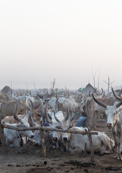 Long horns cows in a Mundari tribe camp, Central Equatoria, Terekeka, South Sudan