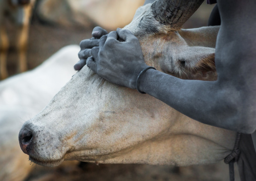 Mundari tribe man covering his cow in ash to repel flies and mosquitoes, Central Equatoria, Terekeka, South Sudan