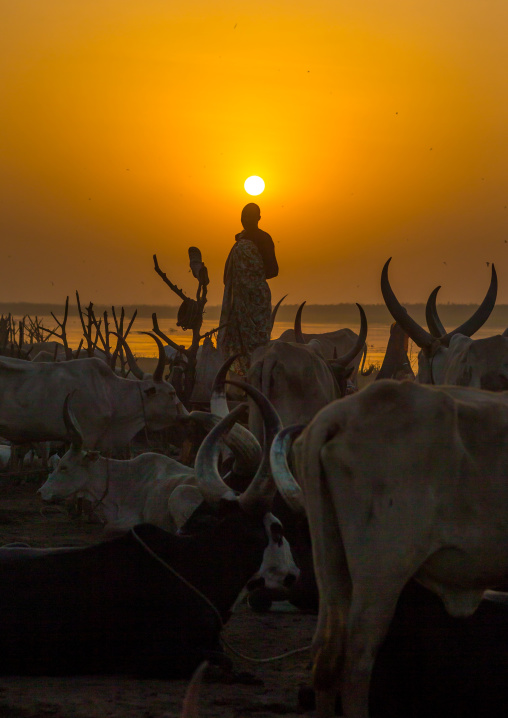 Mundari tribe long horns cows in the cattle camp at sunset, Central Equatoria, Terekeka, South Sudan