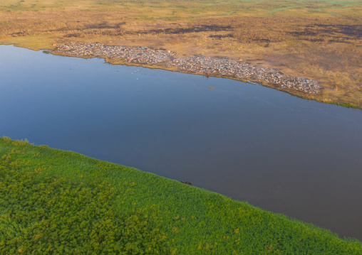 Aerial view of long horns cows in a Mundari tribe cattle camp in front of river Nile, Central Equatoria, Terekeka, South Sudan