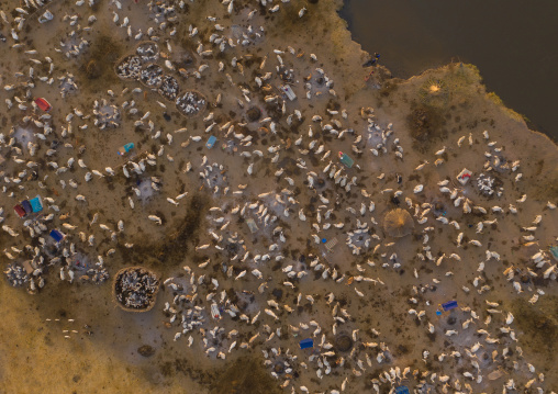 Aerial view of long horns cows in a Mundari tribe cattle camp, Central Equatoria, Terekeka, South Sudan