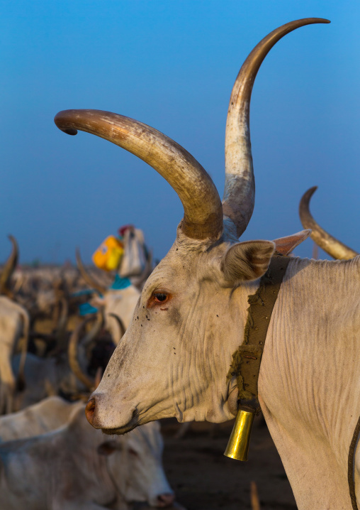 Long horns cows in a Mundari tribe cattle camp, Central Equatoria, Terekeka, South Sudan