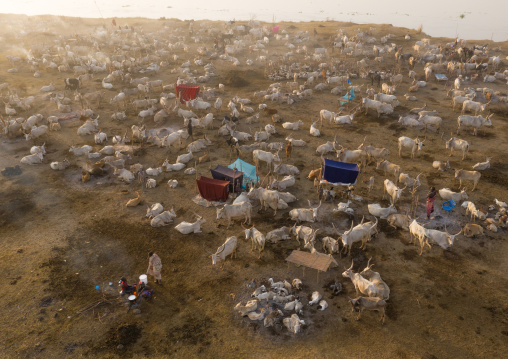 Aerial view of long horns cows in a Mundari tribe cattle camp in front of river Nile, Central Equatoria, Terekeka, South Sudan