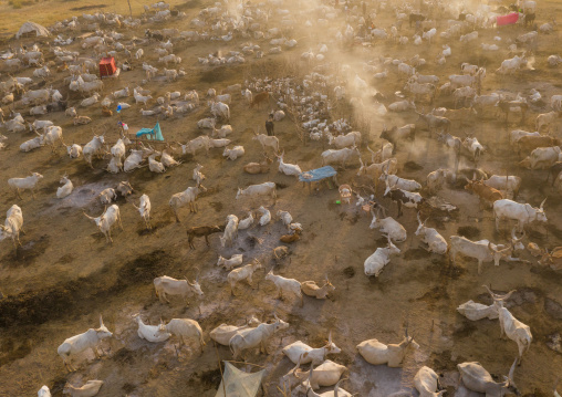 Aerial view of long horns cows in a Mundari tribe cattle camp, Central Equatoria, Terekeka, South Sudan