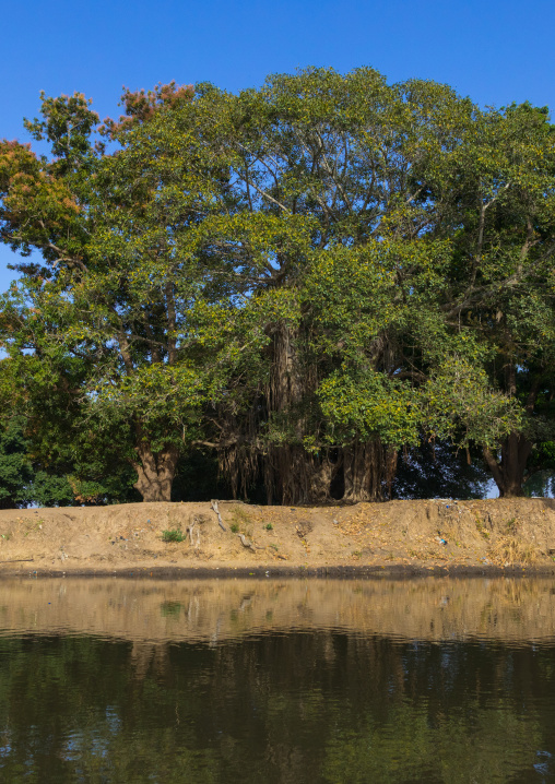 Trees over the river Nile, Central Equatoria, Terekeka, South Sudan