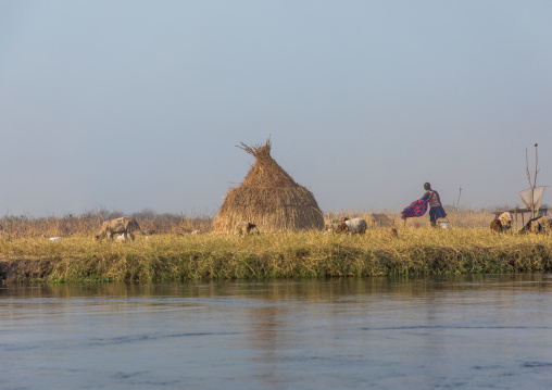 Mundari tribe cow camp on the bank of river Nile, Central Equatoria, Terekeka, South Sudan