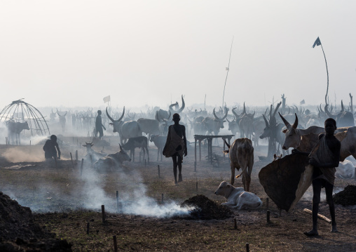 Mundari tribe boy in the middle of long horns cows in a cattle camp, Central Equatoria, Terekeka, South Sudan