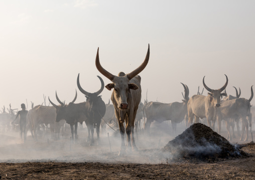 Long horns cows in a Mundari tribe camp gathering around a campfire to repel mosquitoes and flies, Central Equatoria, Terekeka, South Sudan