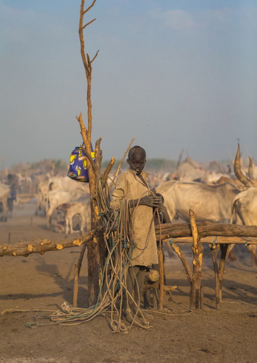 Mundari tribe boy in the middle of long horns cows in a cattle camp, Central Equatoria, Terekeka, South Sudan