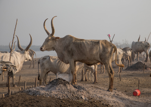Long horns cows in a Mundari tribe camp gathering around a campfire to repel mosquitoes and flies, Central Equatoria, Terekeka, South Sudan