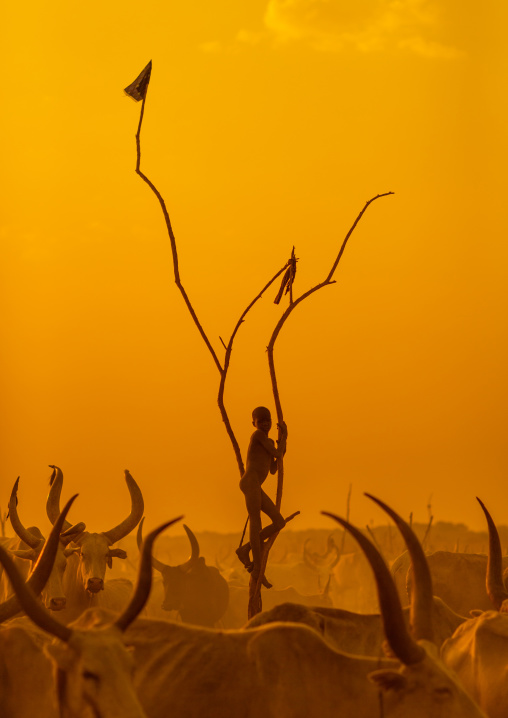 A Mundari tribe boy standing on a wood mast to watch his cows in the sunset, Central Equatoria, Terekeka, South Sudan
